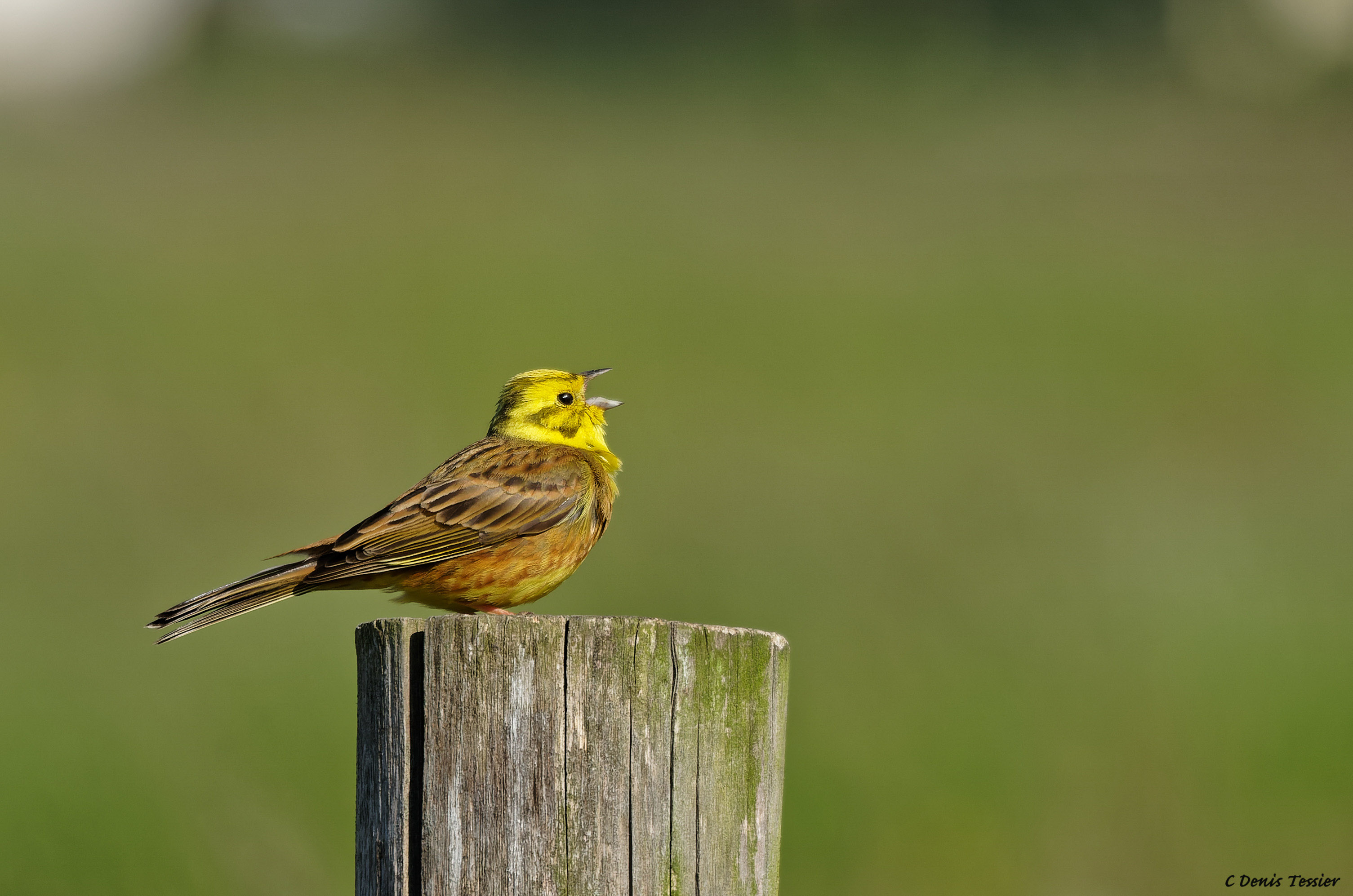 un bruant jaune, un oiseau parmi la biodiversité de la ferme